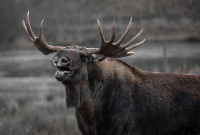 Posible evoluci&oacute;n del coronavirus en animales causa preocupaci&oacute;n