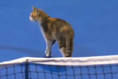 VIRAL: A los gatos les gusta el tenis en Doha