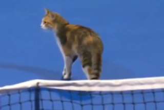 VIRAL: A los gatos les gusta el tenis en Doha