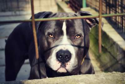 Un ni&ntilde;o falleci&oacute; tras ser atacado por un perro de raza similar a un pitbull en Quito