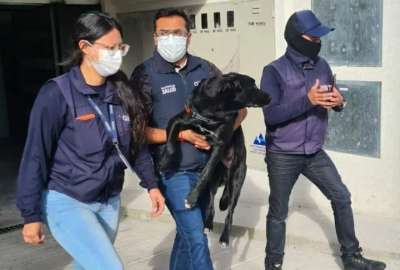 La propietaria del perro agredido en Quito ser&aacute; multada con 4.250 d&oacute;lares