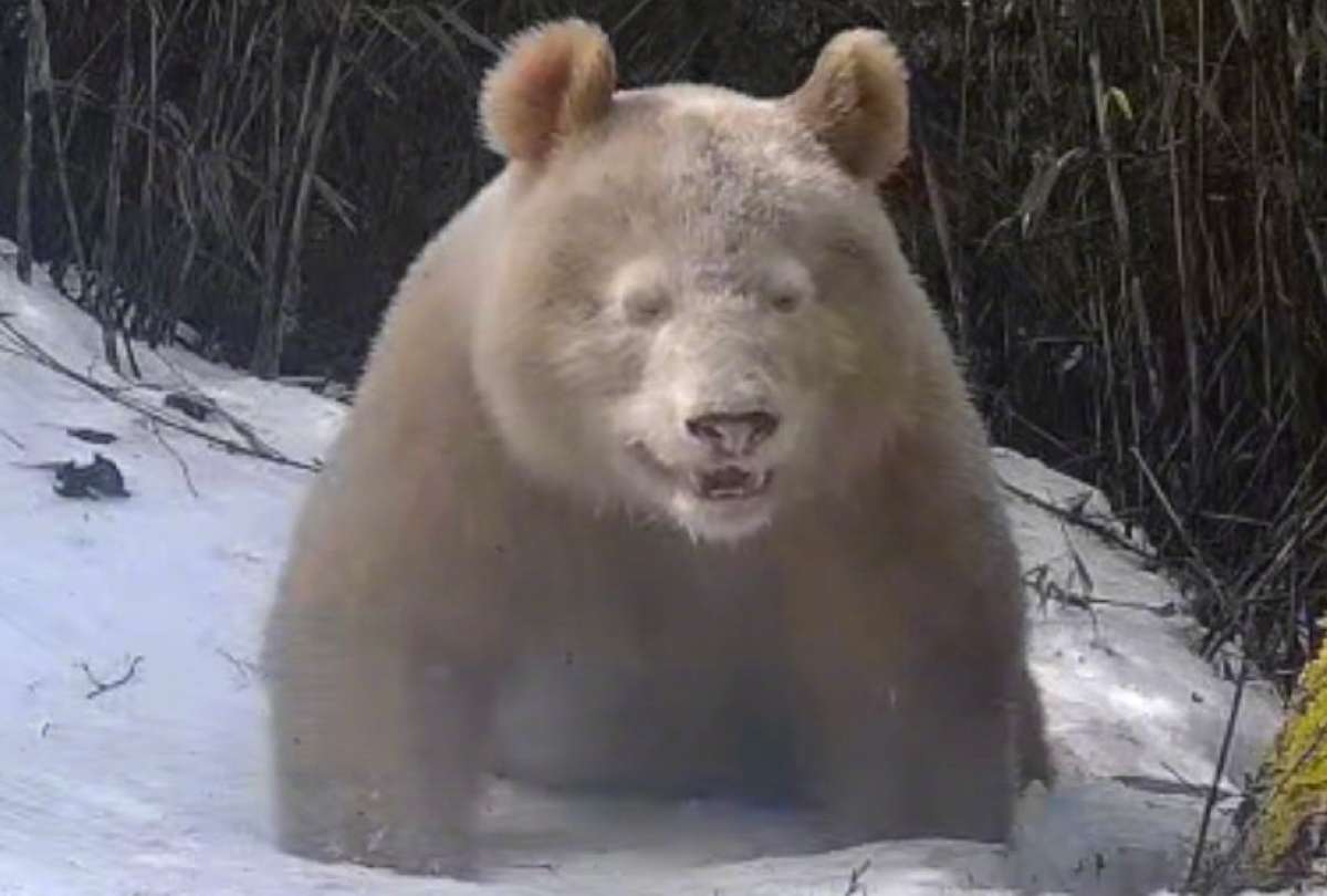 Graban al &uacute;nico oso panda albino del mundo