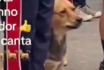 Un perrito mestizo se sum&oacute; al canto del Himno Nacional del Ecuador
