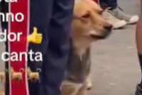 Un perrito mestizo se sum&oacute; al canto del Himno Nacional del Ecuador