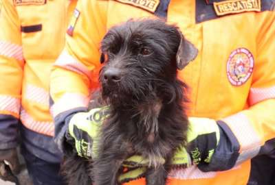 Perrito es rescatado de los escombros en Alaus&iacute;