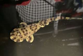 &iexcl;Extra&ntilde;o caso! Tibur&oacute;n naci&oacute; en acuario que alberga solo hembras