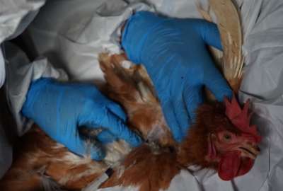 Autoridades activan cerco epidemiol&oacute;gico y controlan primer caso de influenza aviar en Cotopaxi