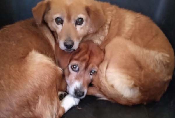 Dos caninas mestizas fueron salvadas y ahora buscan hogares llenos de cari&ntilde;o.