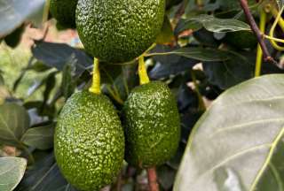 El aguacate ecuatoriano busca entrar en el mercado internacional