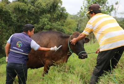 La primera fase de vacunaci&oacute;n contra fiebre aftosa empieza en mayo