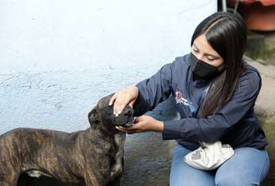 Rescataron a perro v&iacute;ctima de maltrato en Quito