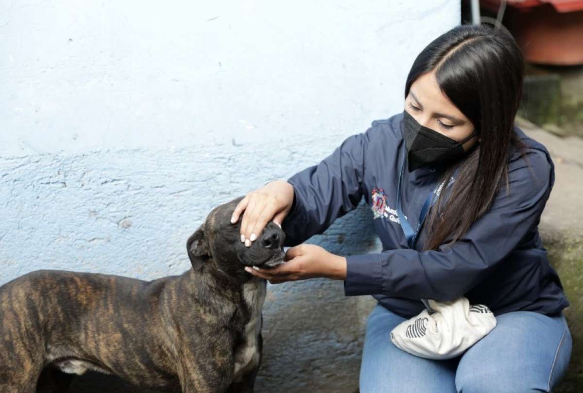 Rescataron a perro víctima de maltrato en Quito