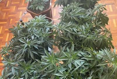 La Polic&iacute;a Nacional anunci&oacute; la incautacion de varias plantas de marihuana de un domicilio al norte de Quito.