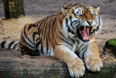 Una turista se acerc&oacute; demasiado a la jaula de un tigre. Esto pas&oacute;.