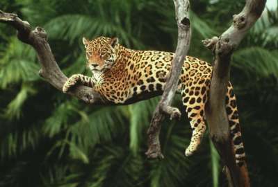 Indignaci&oacute;n en redes sociales por el asesinato de un jaguar a sangre fr&iacute;a