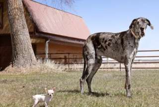 Los R&eacute;cord Guinness lo hicieron de nuevo: el perro m&aacute;s grande y el m&aacute;s peque&ntilde;o se vieron por primera vez