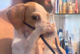 Un guerrero con patitas: perrito sostiene su mascarilla para seguir respirando