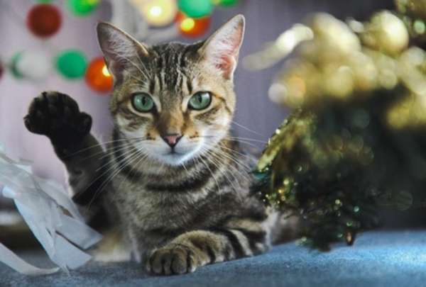 Este mi&eacute;rcoles, 21 de agosto, habr&aacute; una nueva jornada de adopci&oacute;n de "michis" en Guayaquil.