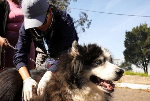 58 animales de compa&ntilde;&iacute;a han sido atendidos por la Unidad de Bienestar Animal