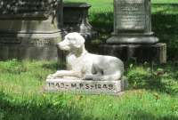 En Cuenca se crear&aacute; el primer cementerio municipal para mascotas