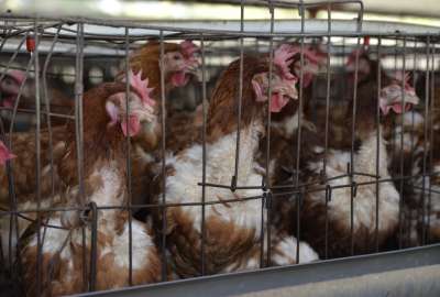 La exportaci&oacute;n de carne de pollo se logra gracias al trabajo coordinado entre sectores p&uacute;blico y privado.