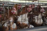 La exportaci&oacute;n de carne de pollo se logra gracias al trabajo coordinado entre sectores p&uacute;blico y privado.