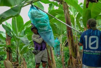 6,85 d&oacute;lares es el nuevo Precio M&iacute;nimo de Sustentaci&oacute;n de la caja de banano