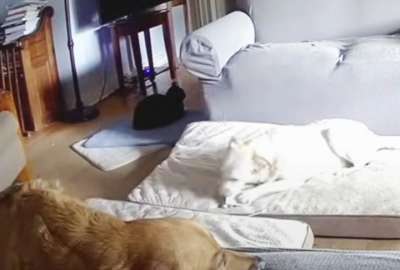 La travesura de un perro provoc&oacute; un accidente. 