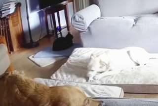 Perro mordi&oacute; una bater&iacute;a de litio y esto pas&oacute;
