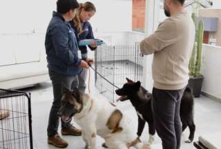 Luka y Morro, v&iacute;ctimas de maltrato animal fueron rescatados