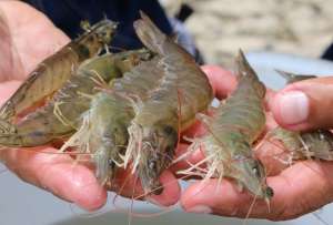 Cerca de 500 familias de Socio Vivienda 3 recibir&aacute;n atenci&oacute;n integral