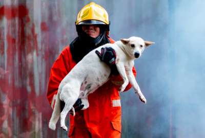 Las mascotas tambi&eacute;n est&aacute;n expuestas a sufrir da&ntilde;os por los incendios forestales. 