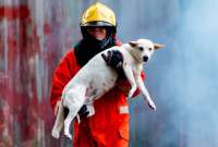 Las mascotas también están expuestas a sufrir daños por los incendios forestales.