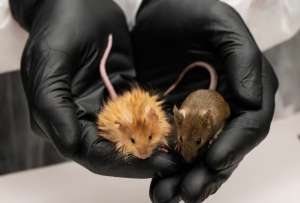 Ratones, con pelaje similar a mamuts lanudos, se crearon de la mano de cient&iacute;ficos de Estados Unidos y Suecia. 