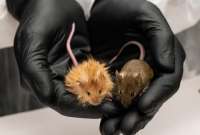 Ratones, con pelaje similar a mamuts lanudos, se crearon de la mano de científicos de Estados Unidos y Suecia.