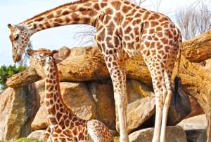 Estados Unidos propone alternativas para salvar a las jirafas de la extinci&oacute;n