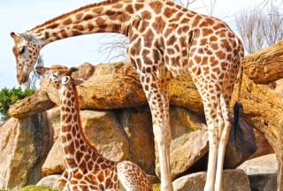 Estados Unidos propone alternativas para salvar a las jirafas de la extinci&oacute;n