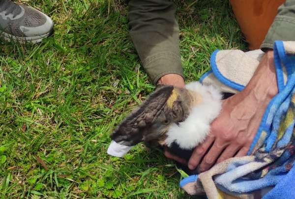 El c&oacute;ndor ten&iacute;a heridas de perdigones