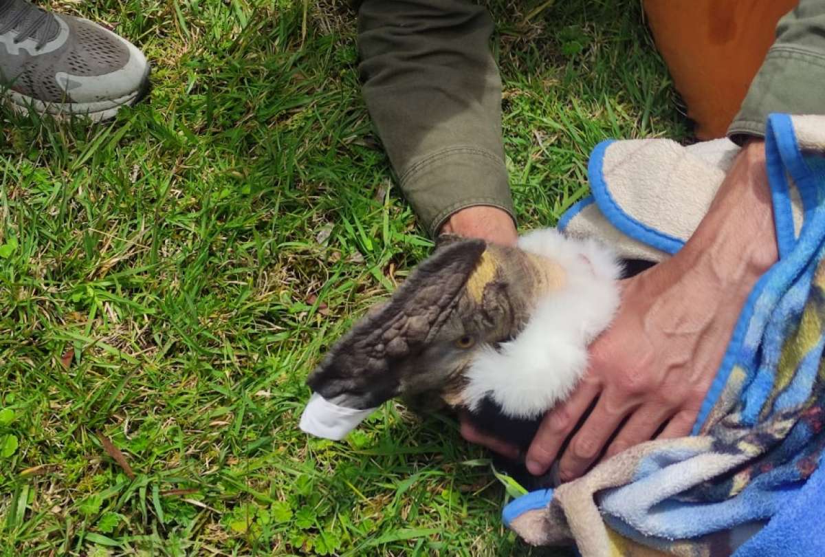 El cóndor tenía heridas de perdigones