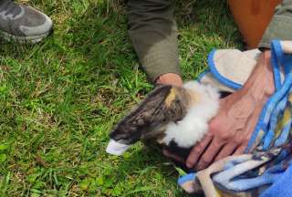 C&oacute;ndor andino fue rescatado en Cuenca