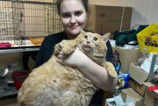 Fallece Kroshik, el gato ruso que se hizo viral por su sobrepeso