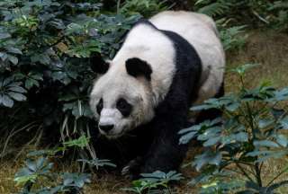 Muere el oso Panda m&aacute;s longevo en cautiverio en el zool&oacute;gico de Hong Kong