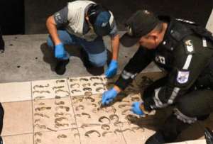 La Fiscalía procesó a un viajero que transportaba caballitos de mar en su maleta. 