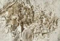 Un aficionado a la paleontología halló el impresionante hallazgo en la región costera de Dinamarca.