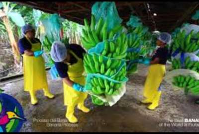 Rusia es uno de los principales destinos de la exportaci&oacute;n de banano.