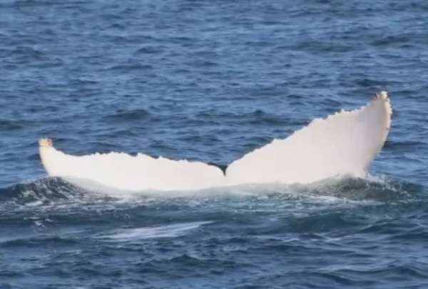 Una ballena blanca fue avistada en Manab&iacute;. 
