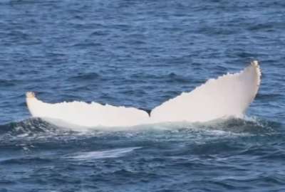 Una ballena blanca fue avistada en Manab&iacute;. 