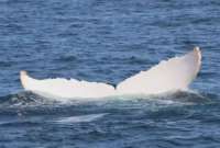 Una ballena blanca fue avistada en Manabí.