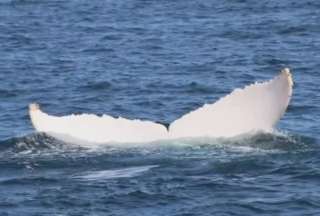 &iexcl;Moby Dick ten&iacute;a raz&oacute;n! Ballena blanca fue avistada en Manab&iacute;
