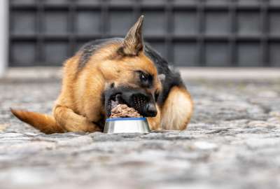Elegir la alimentaci&oacute;n adecuada para nuestra mascota es parte fundamental en su cuidado y crianza.